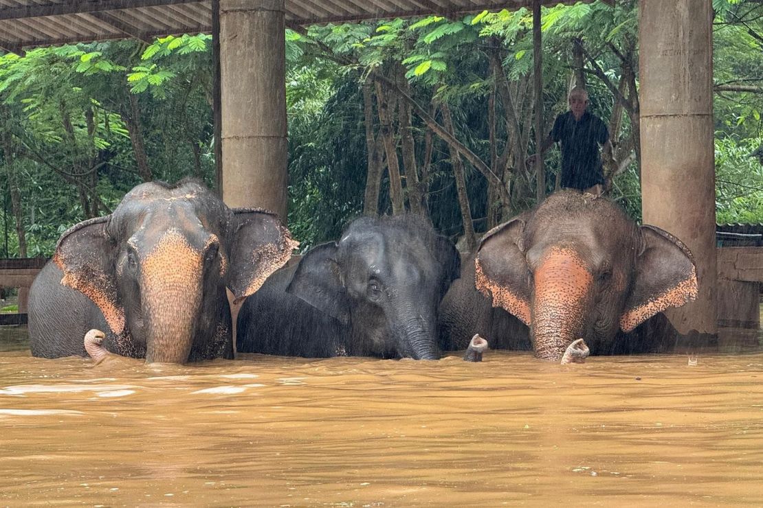 Rescue workers evacuate animals to higher ground at Elephant Nature Park after severe flooding caused the nearby river to overflow in Chiang Mai, Thailand.